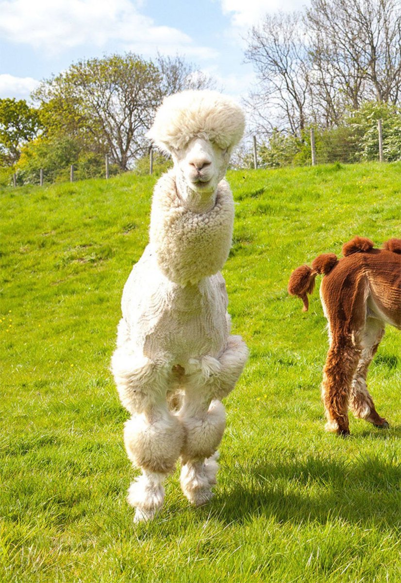 Лама альпака подстриженная