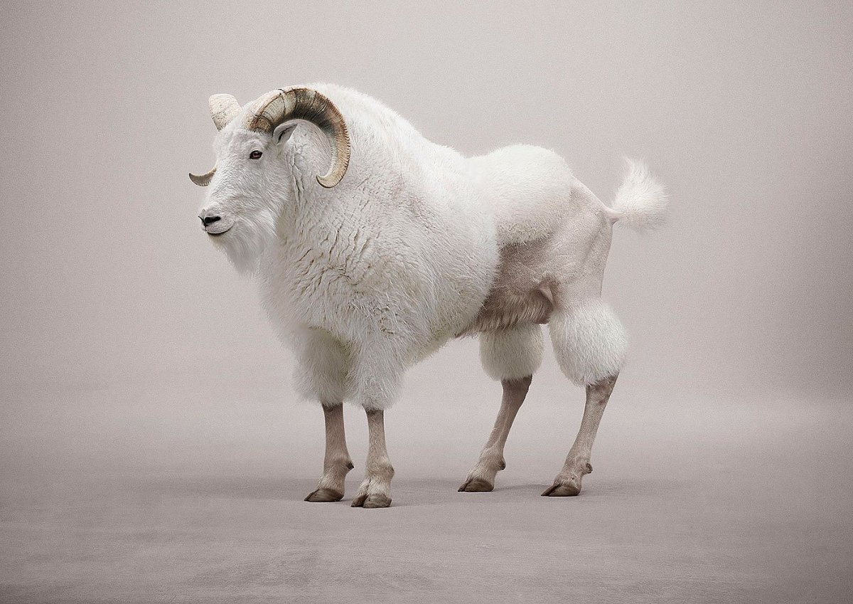 Толстый козел