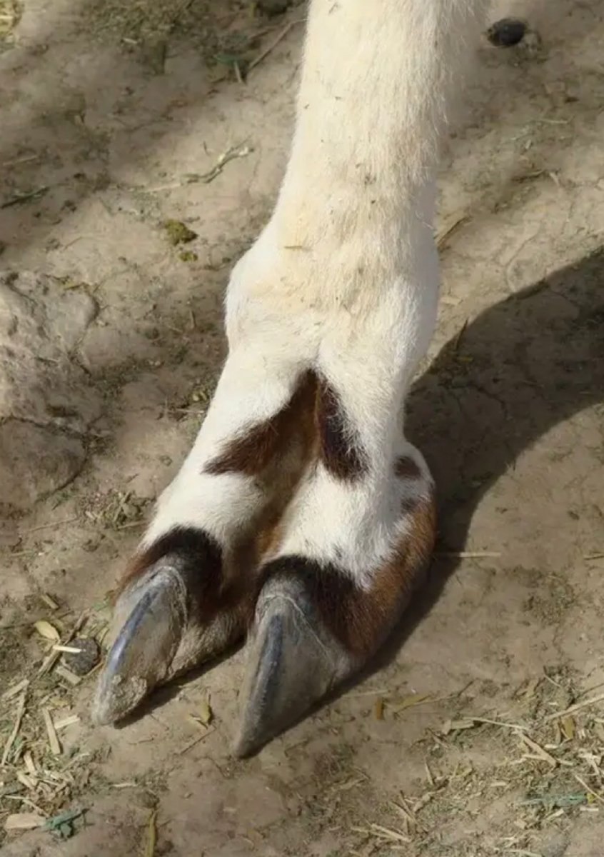 Лапы альпаки