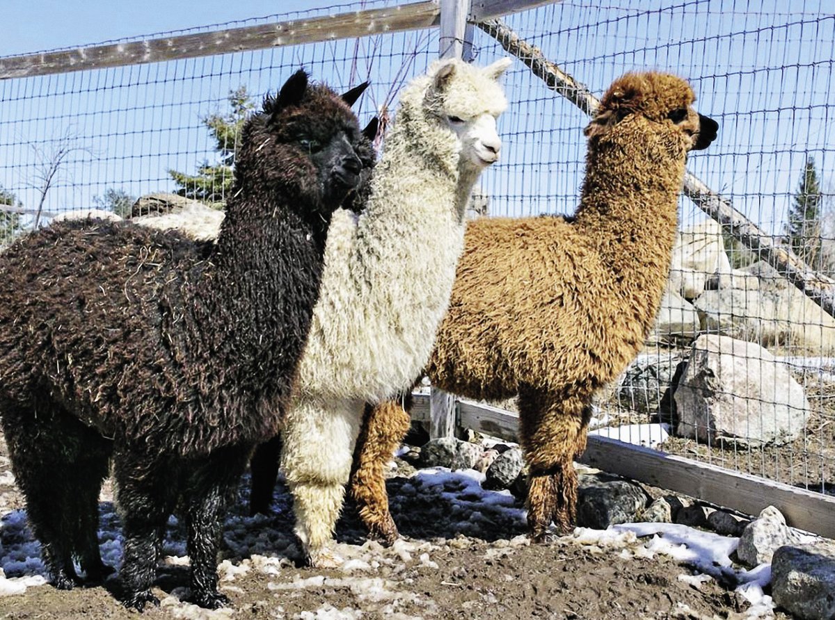 Ферма перуанской альпаки