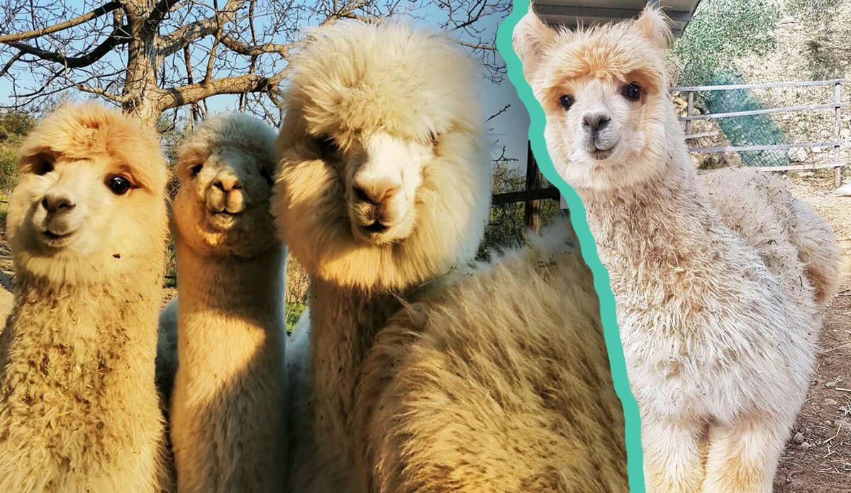 Лада альпака