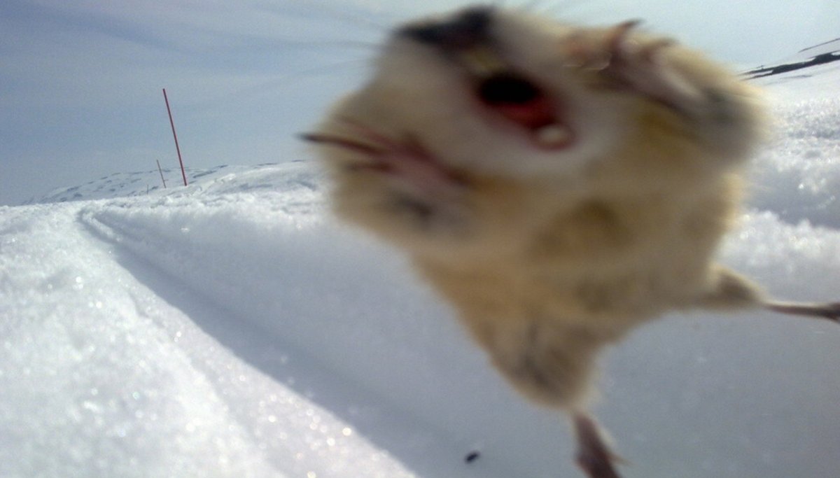 Хомяк замерз