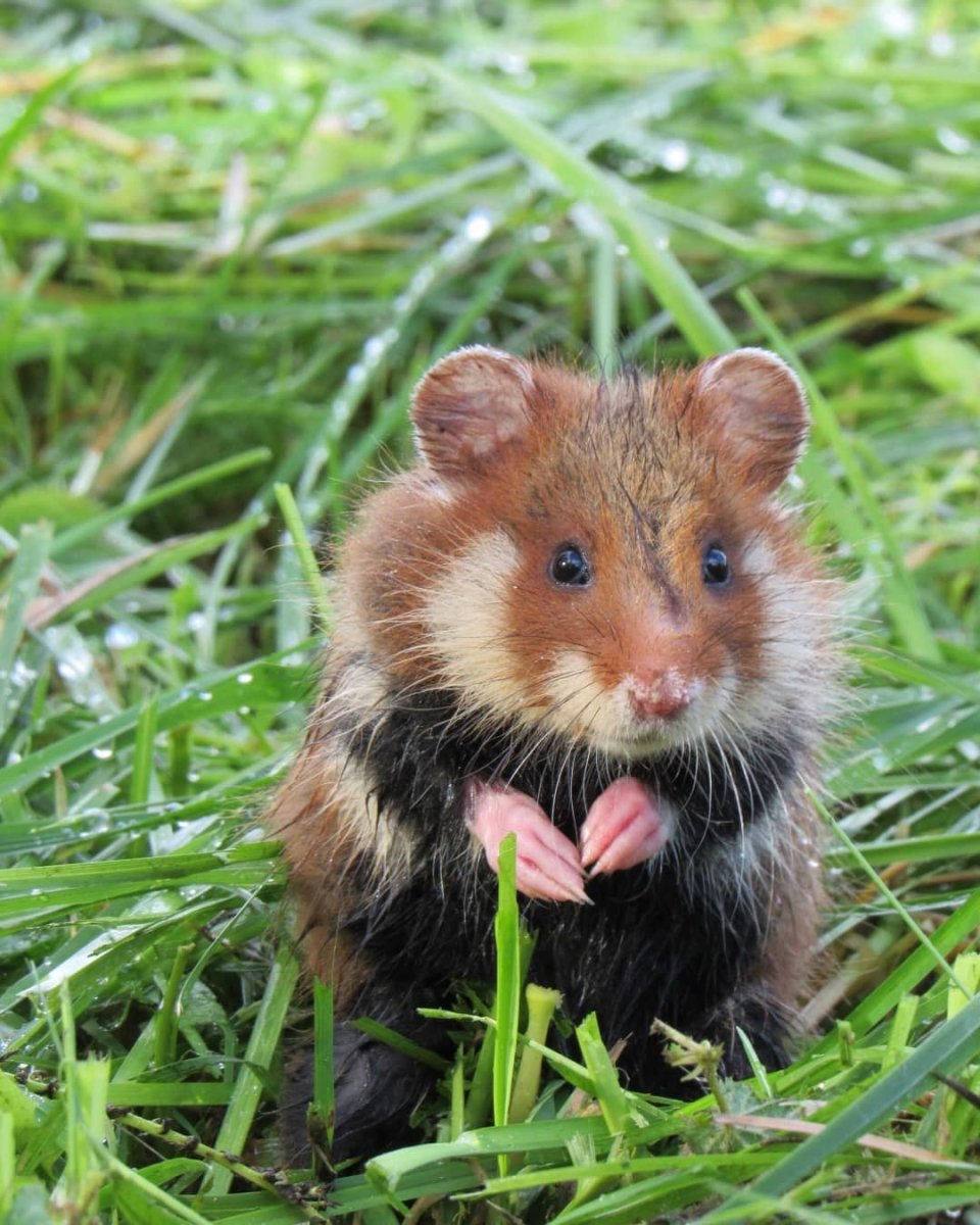 Обыкновенный хомяк карбыш