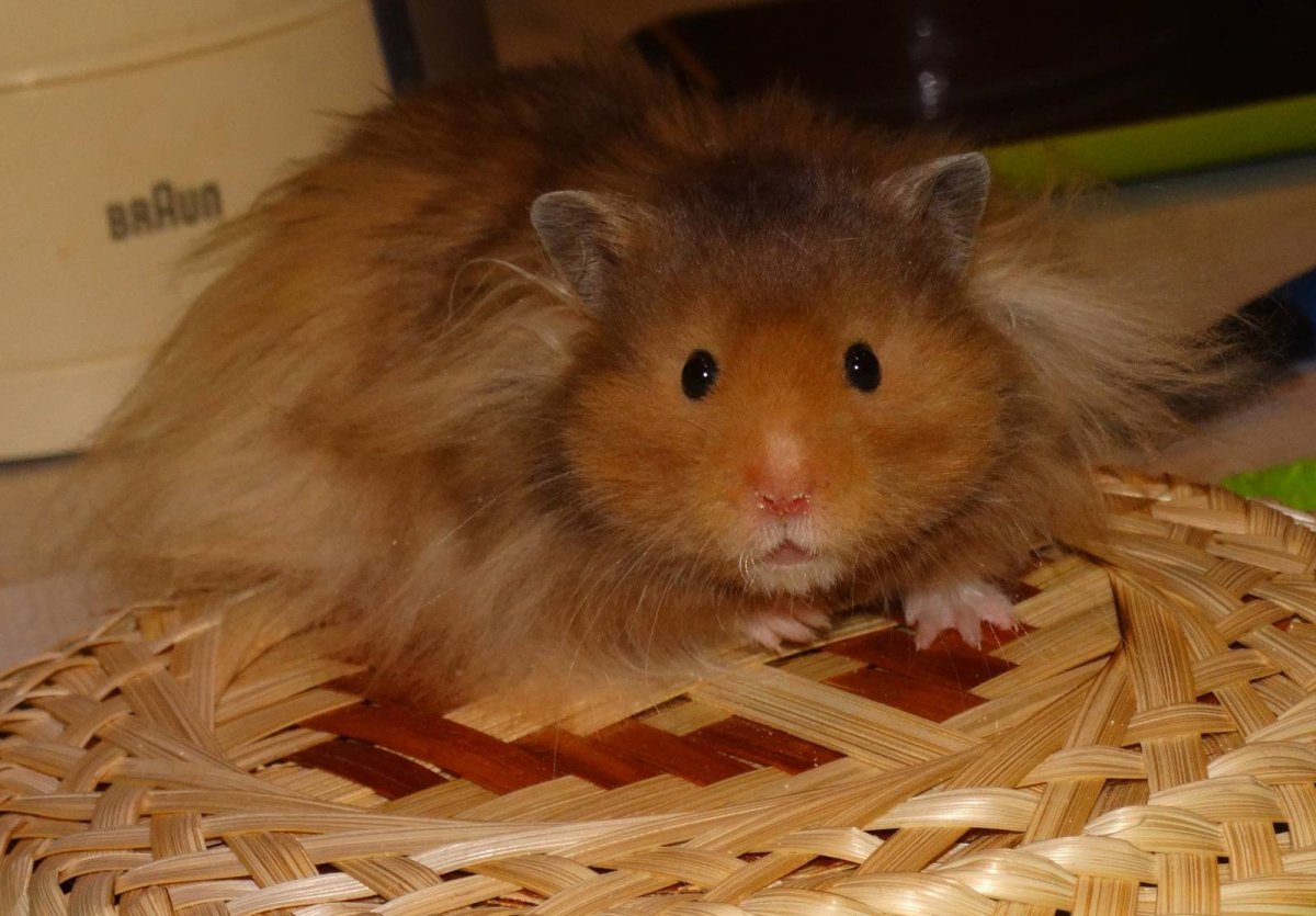 Сирийский хомяк длинношерстный золотистый