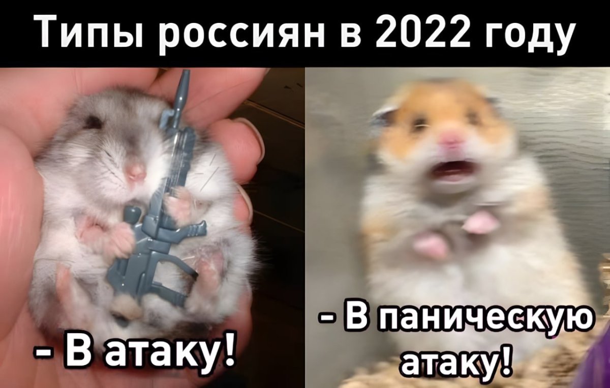 Хомяк в панике