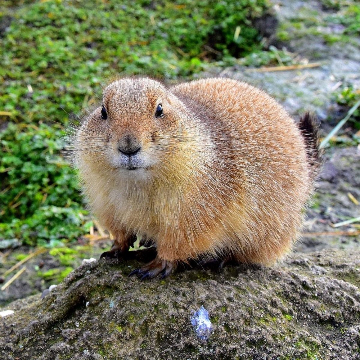 Грызуны фото