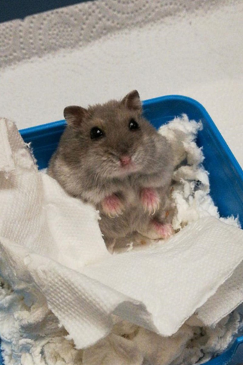 Одетые хомяки