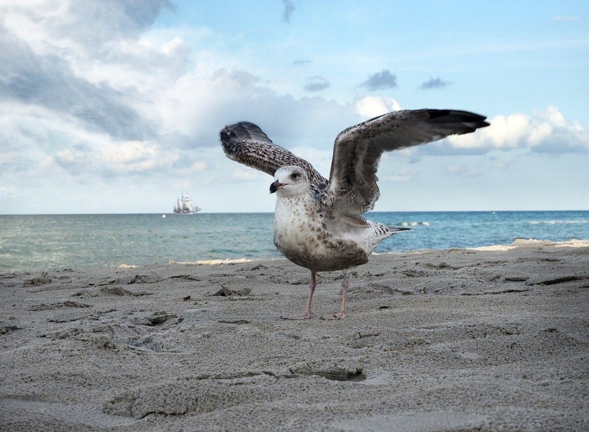 Морские птицы Баренцева моря