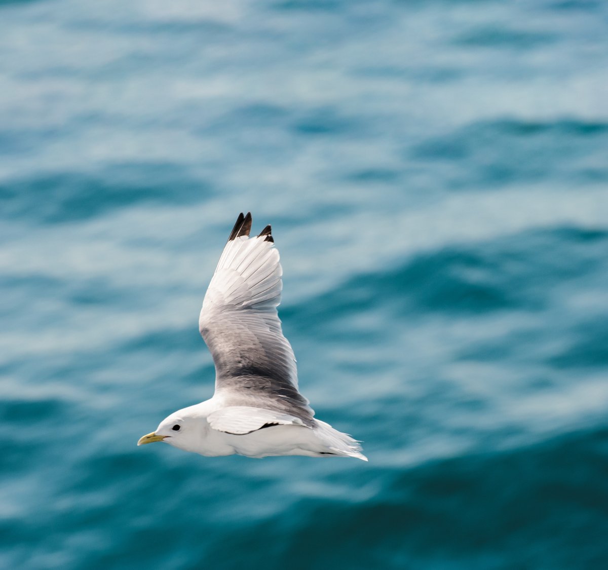 Все чайку под чаёк