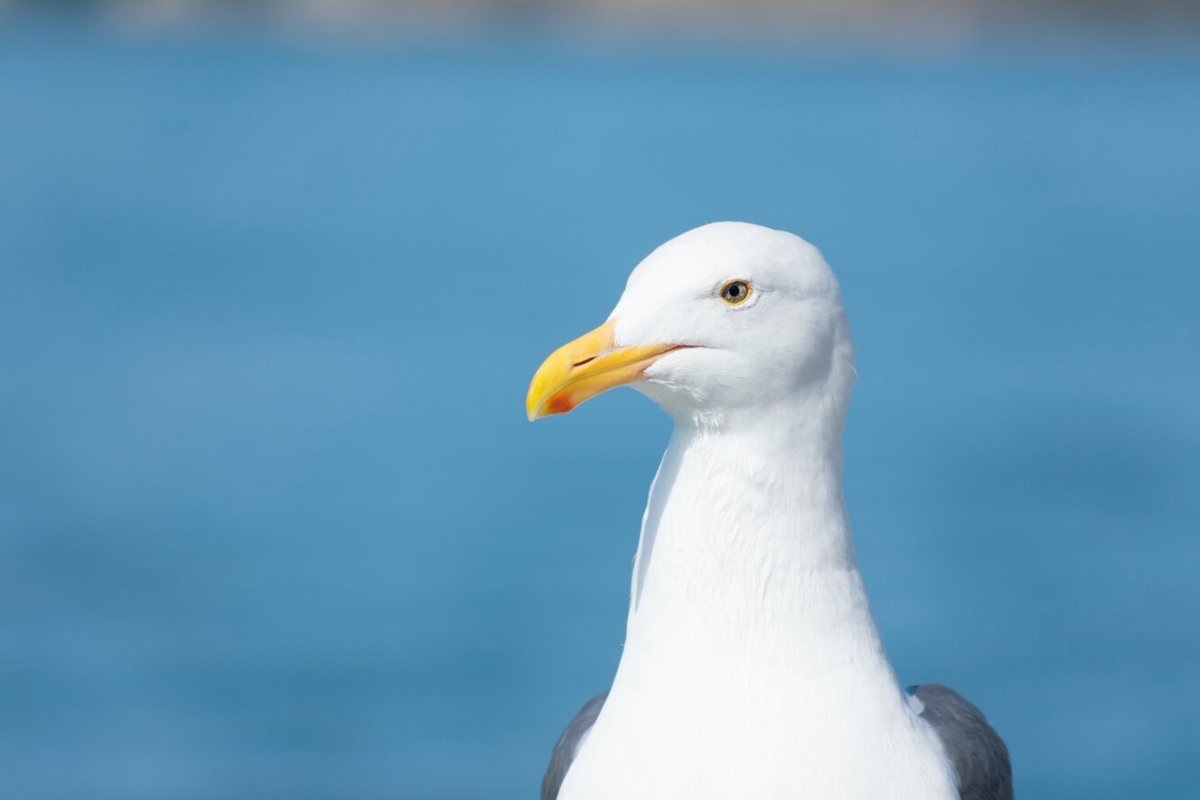 Морская птица Египта