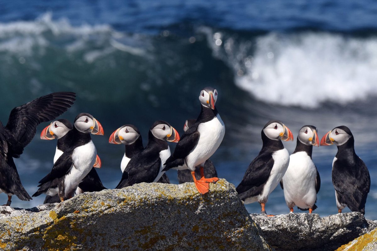 Морские птицы Севана