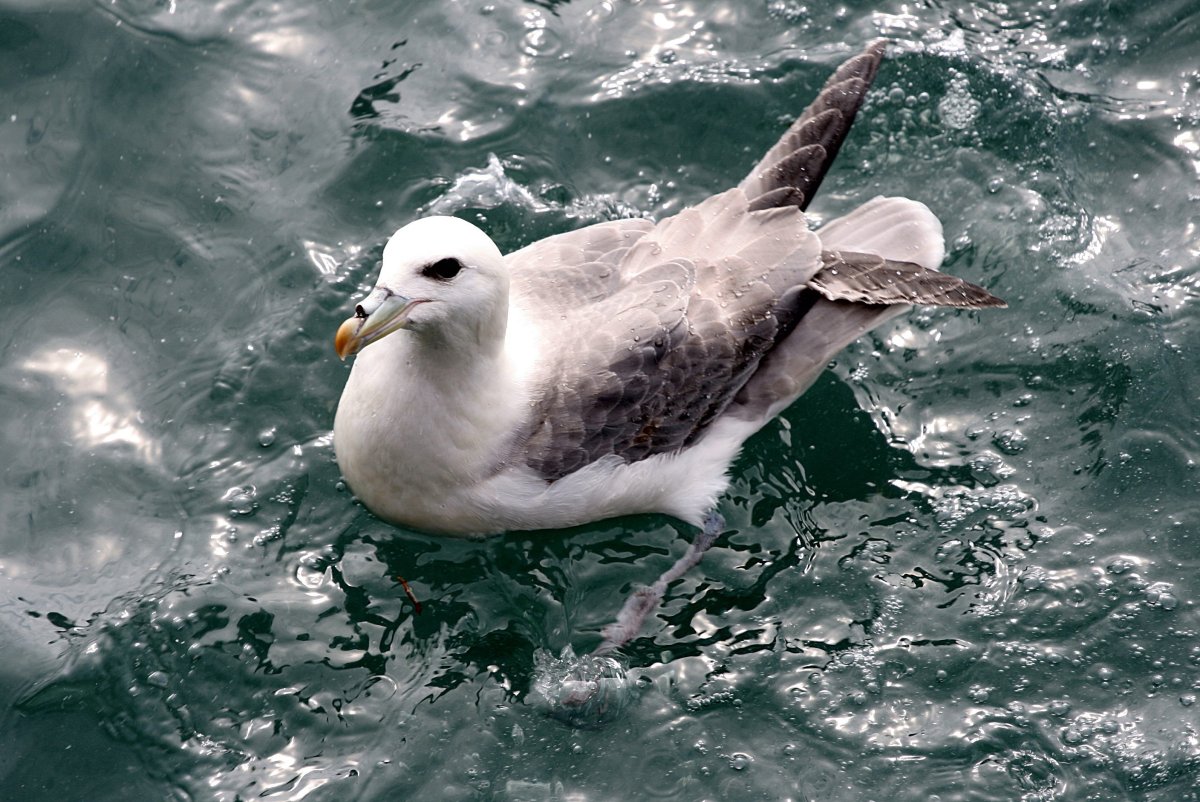 Антарктический глупыш