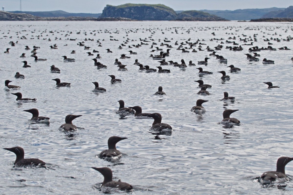Птичьи базары белое море