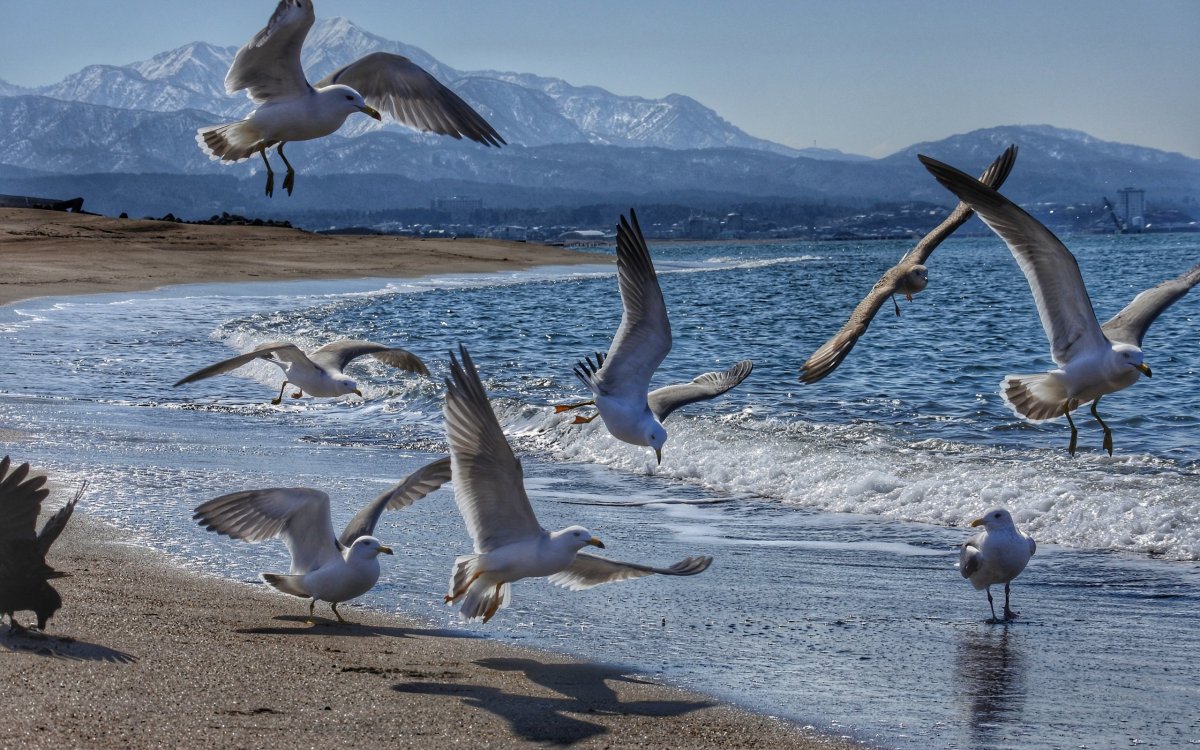 Море, Чайки