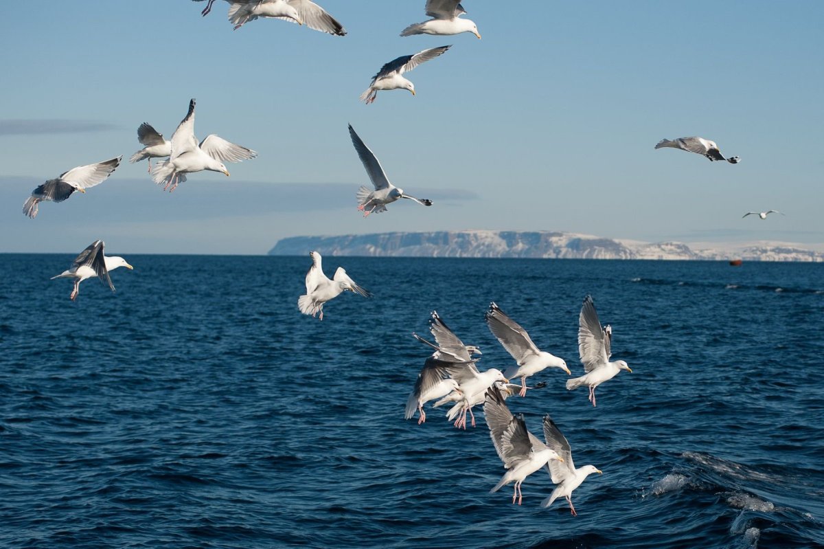 Баренцево море фауна