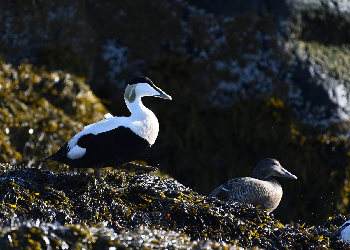 Somateria mollissima