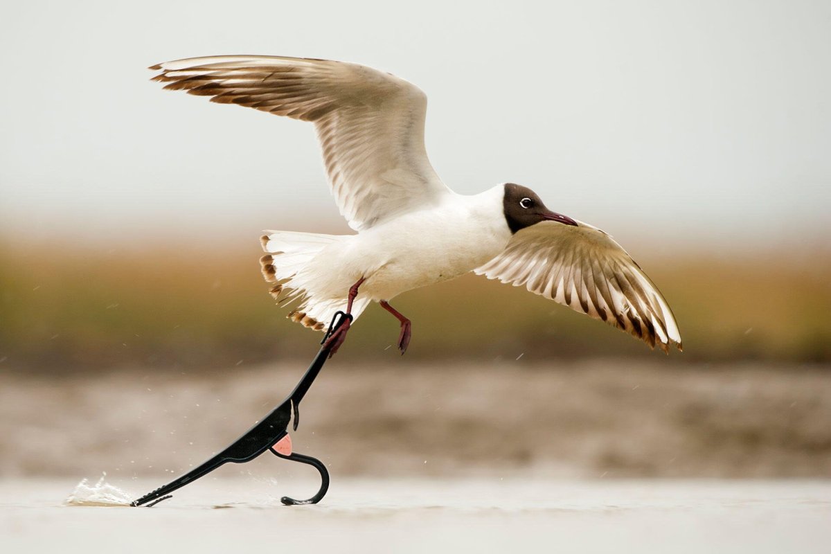 Есть птица Канай