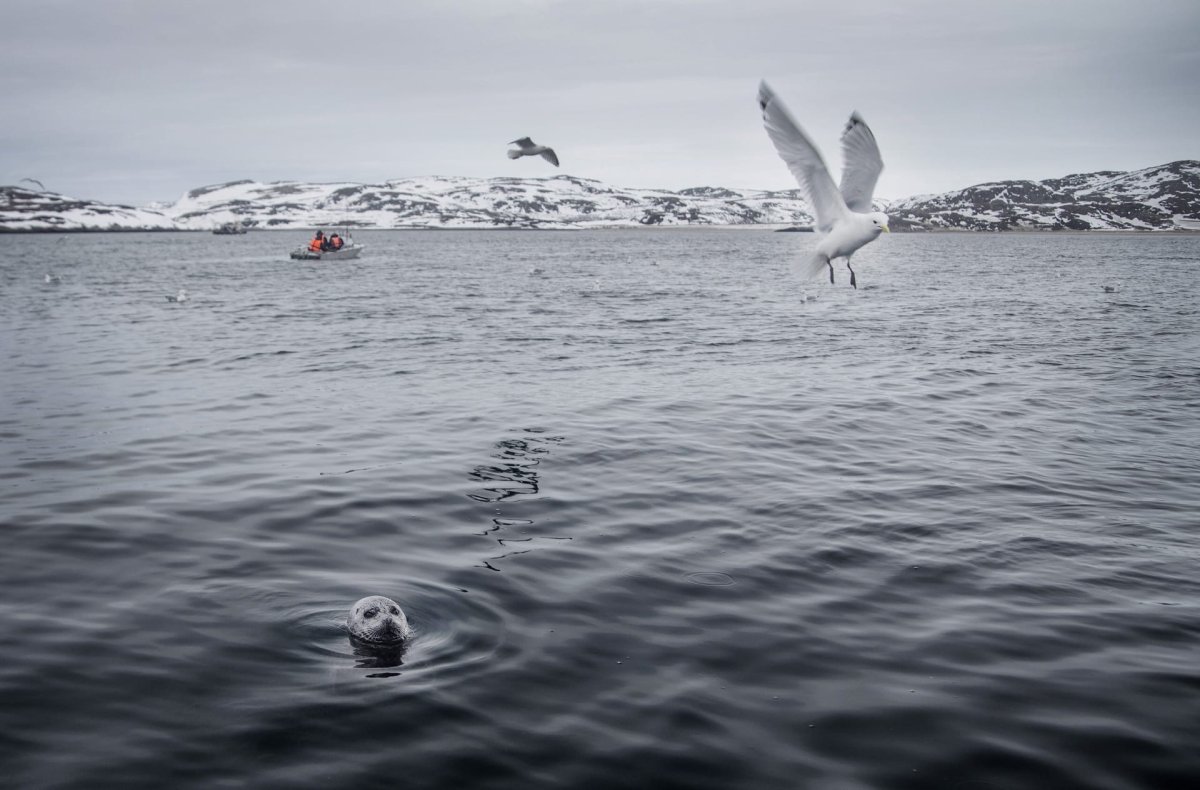 Териберка тюлени