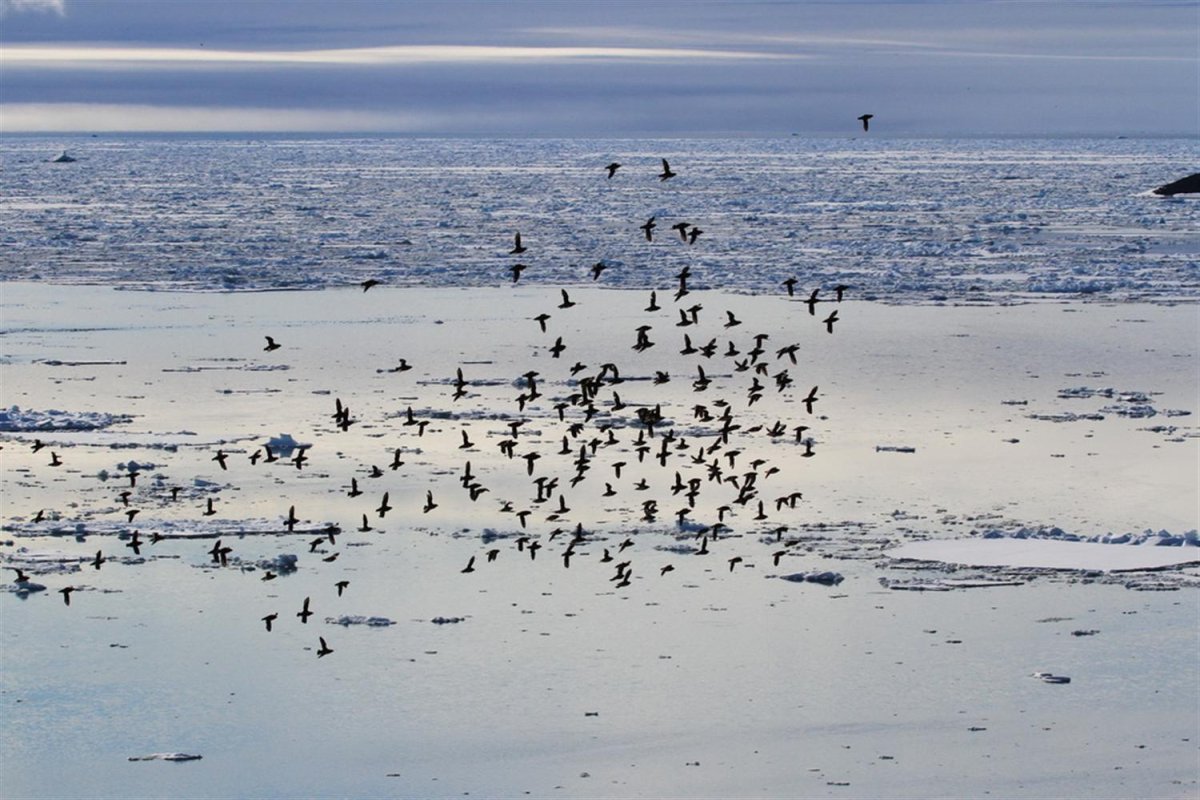 Скопления птиц в Арктике