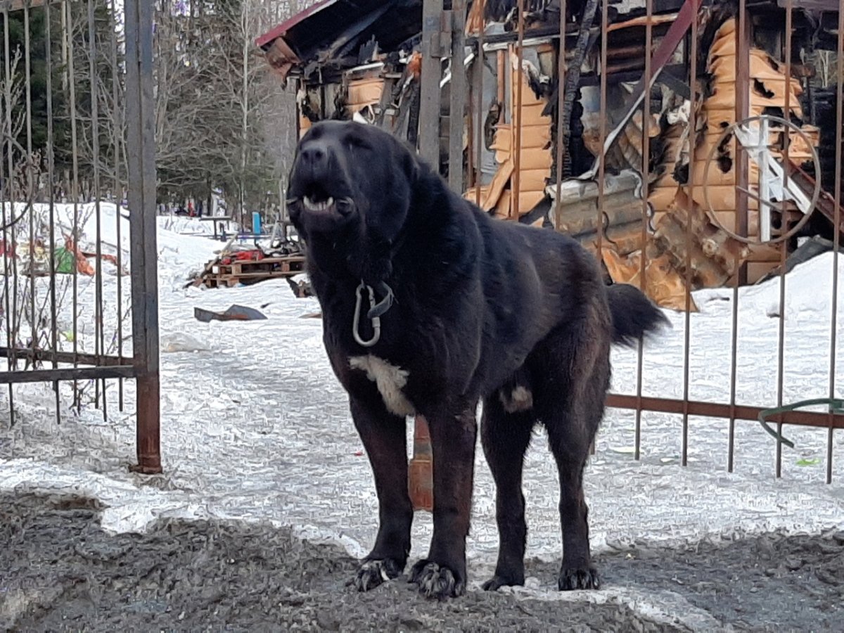 Алабай чёрный эстэтика