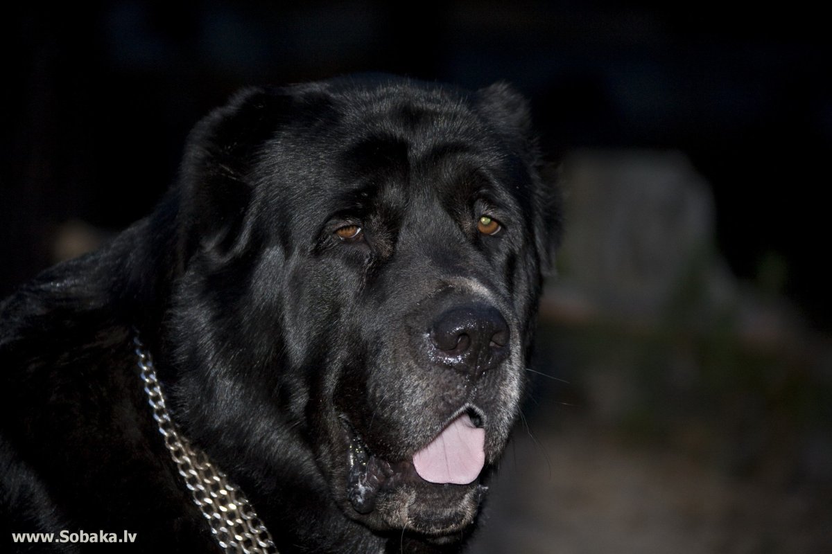 Алабай черный
