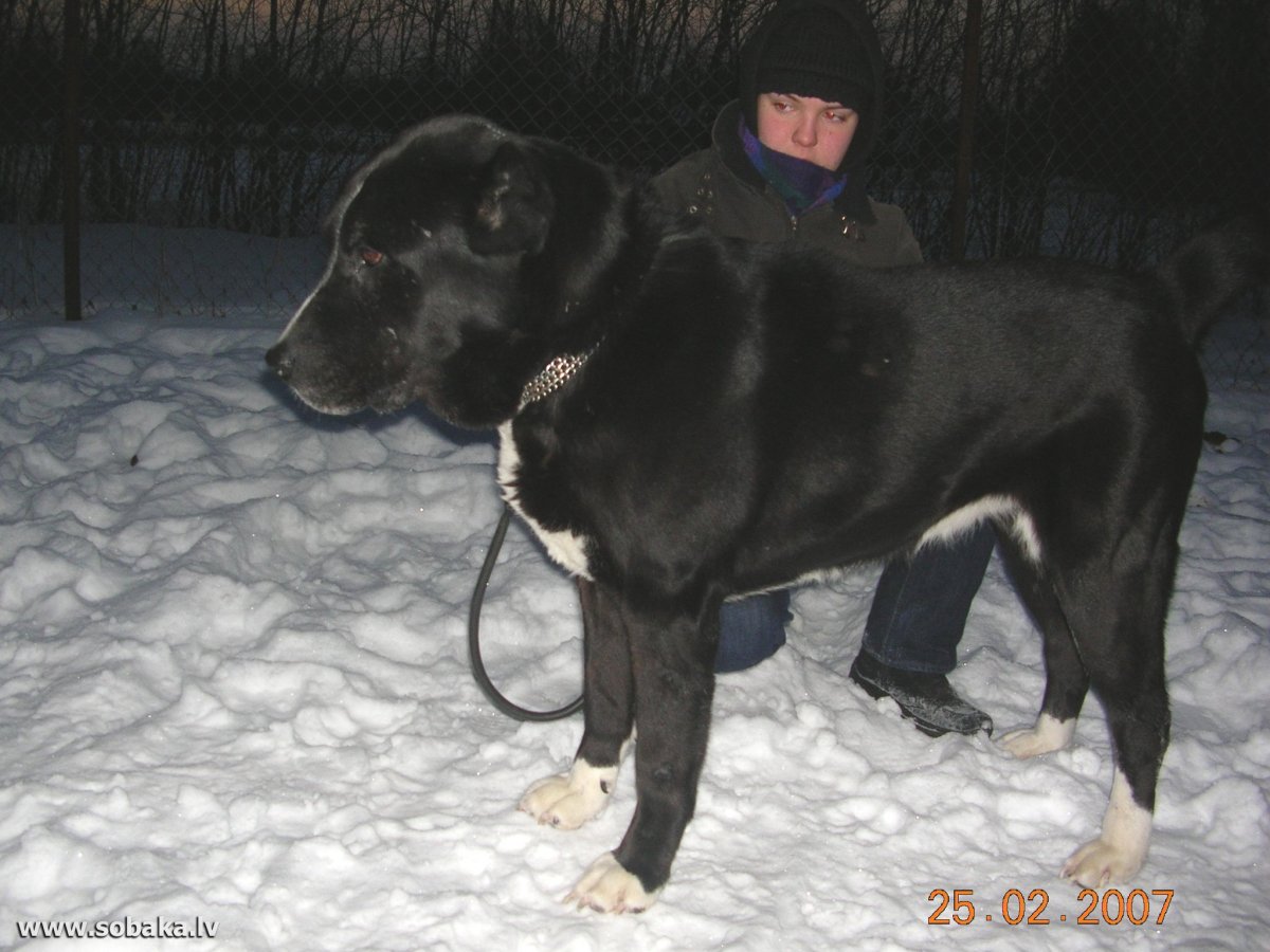 Алабай черный