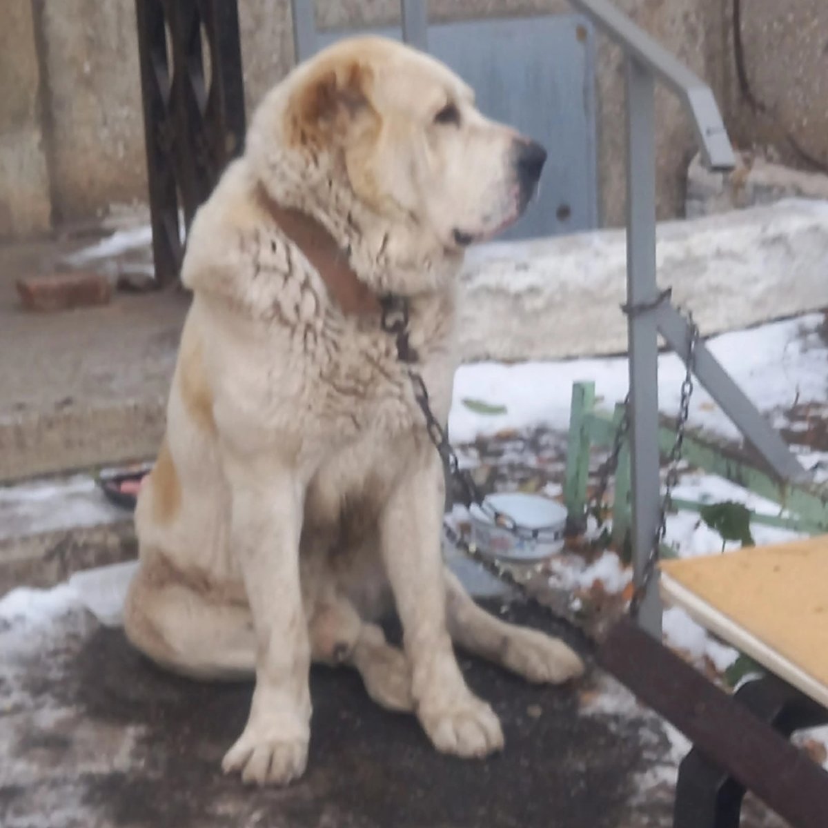 Алабая 1 год