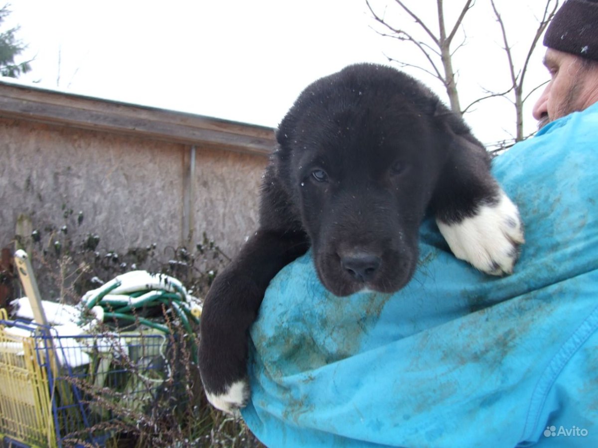 Огромный алабай