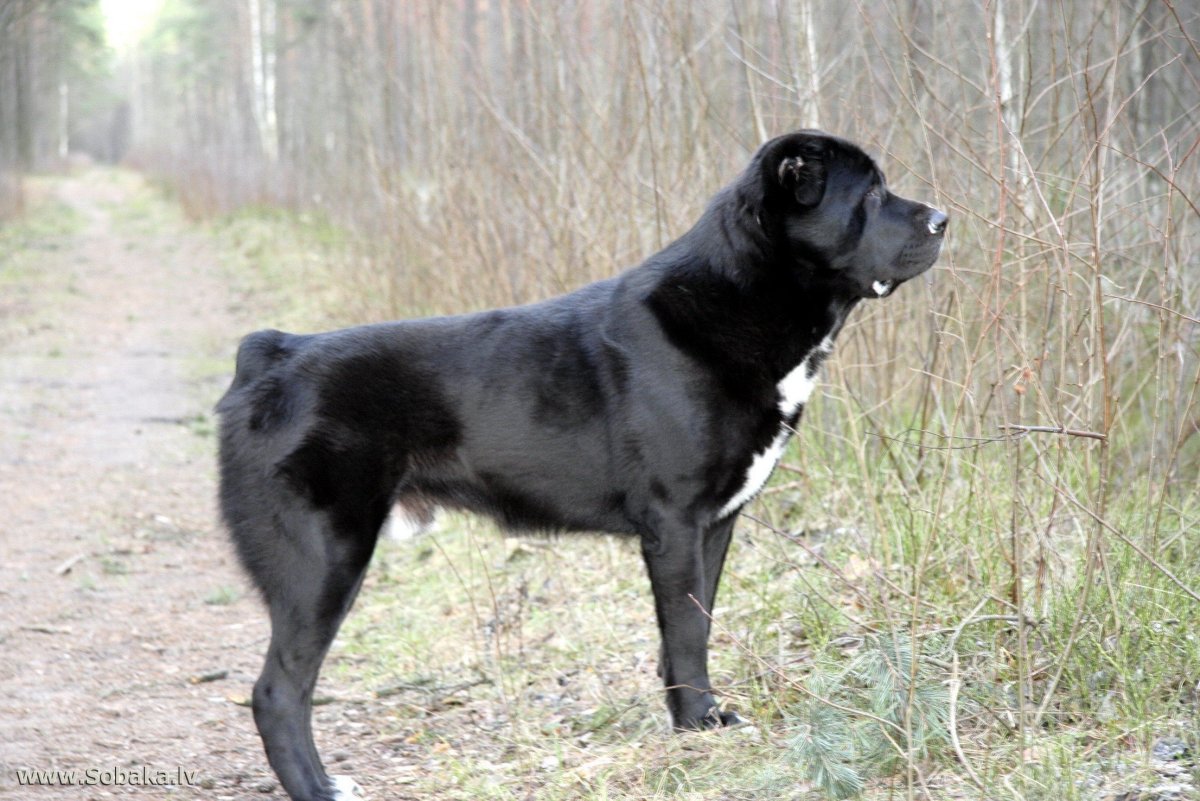 Среднеазиатская овчарка черная