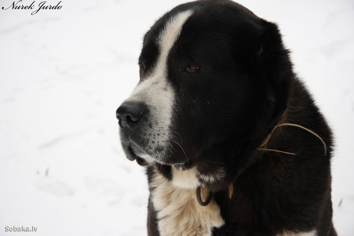 Среднеазиатская овчарка алабай черный