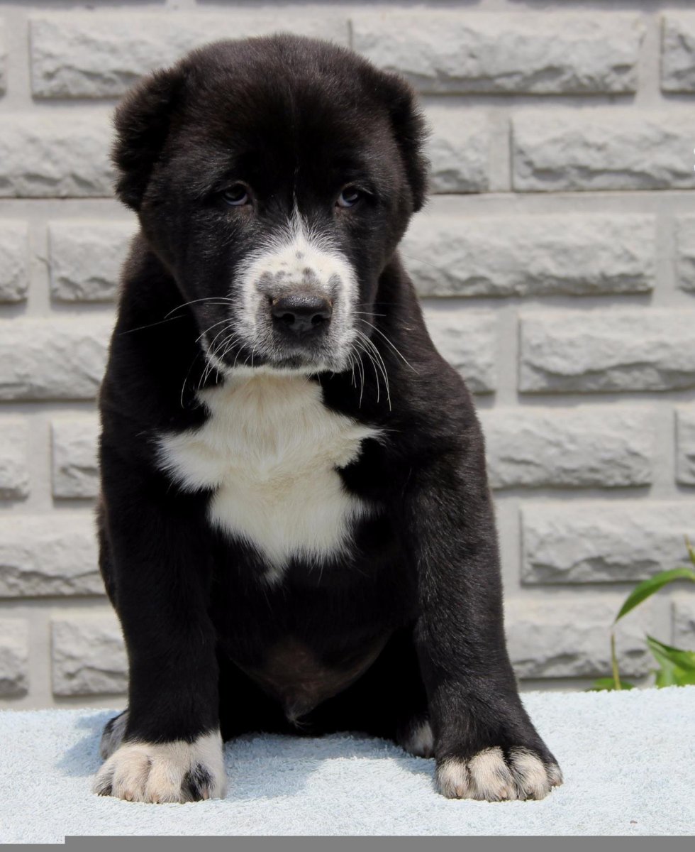 Алабай черный