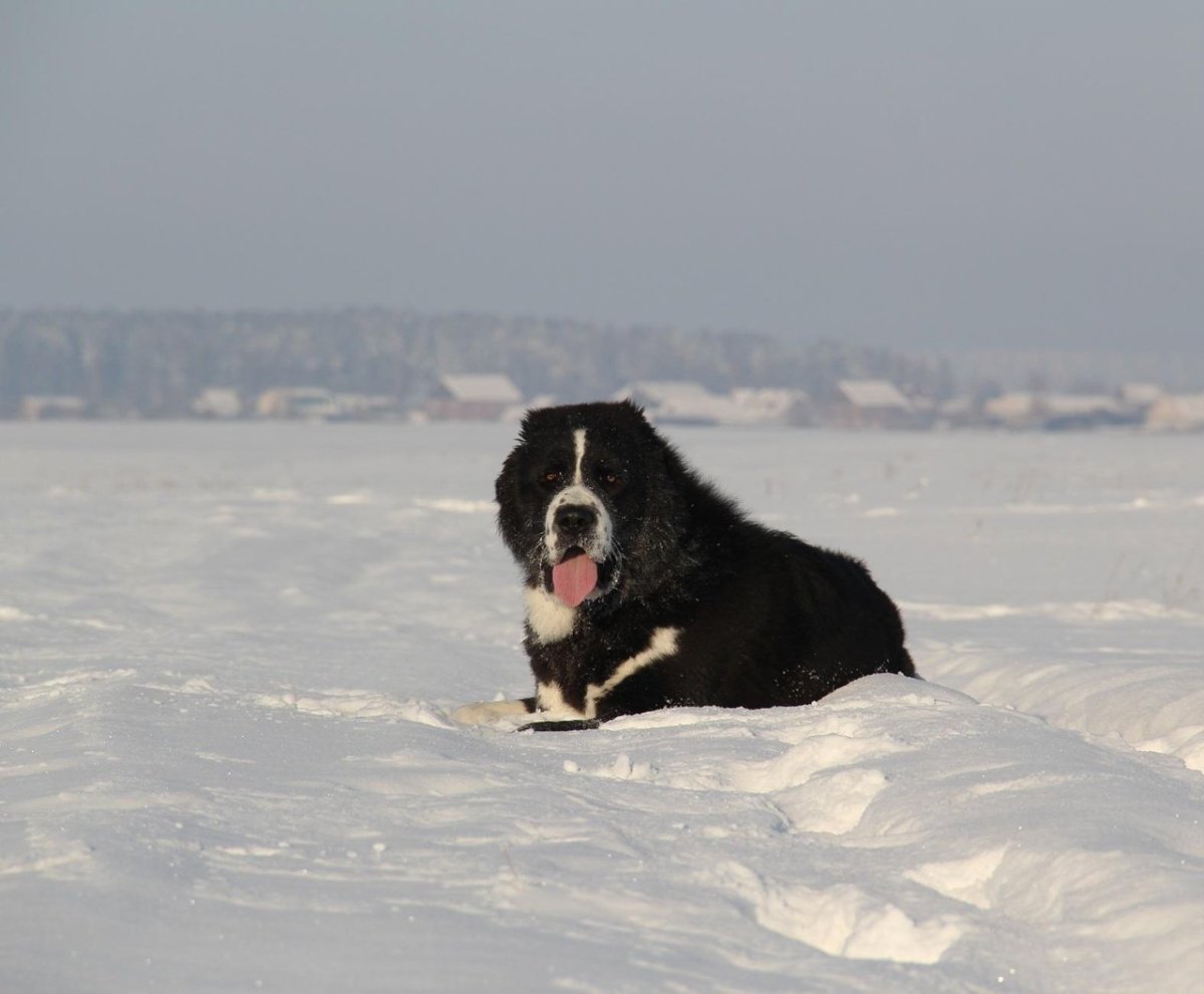 Алабай на море