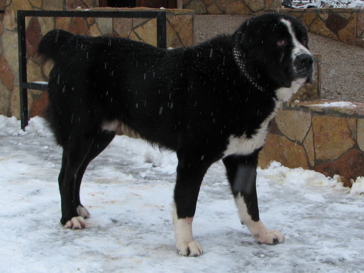 Среднеазиатская овчарка черная