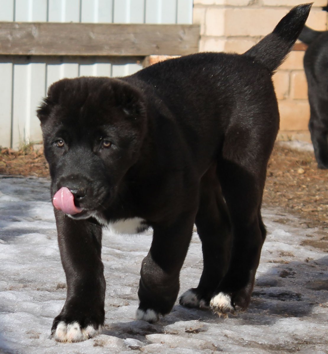 Алабай черный