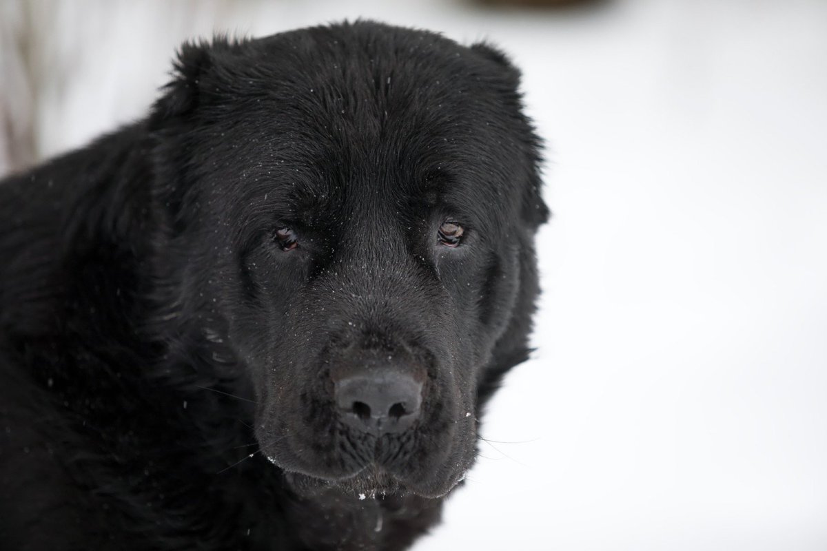 Алабай собака