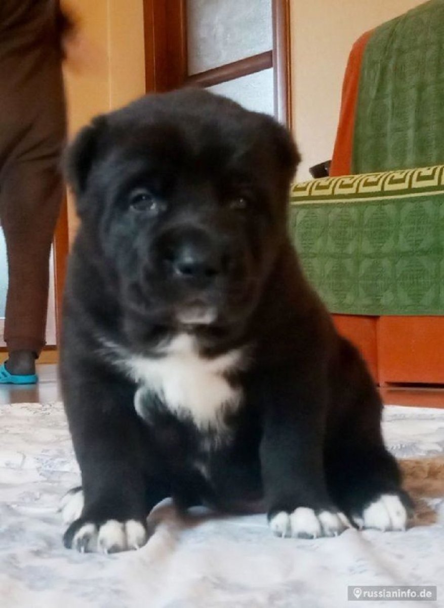 Среднеазиатская овчарка алабай черный