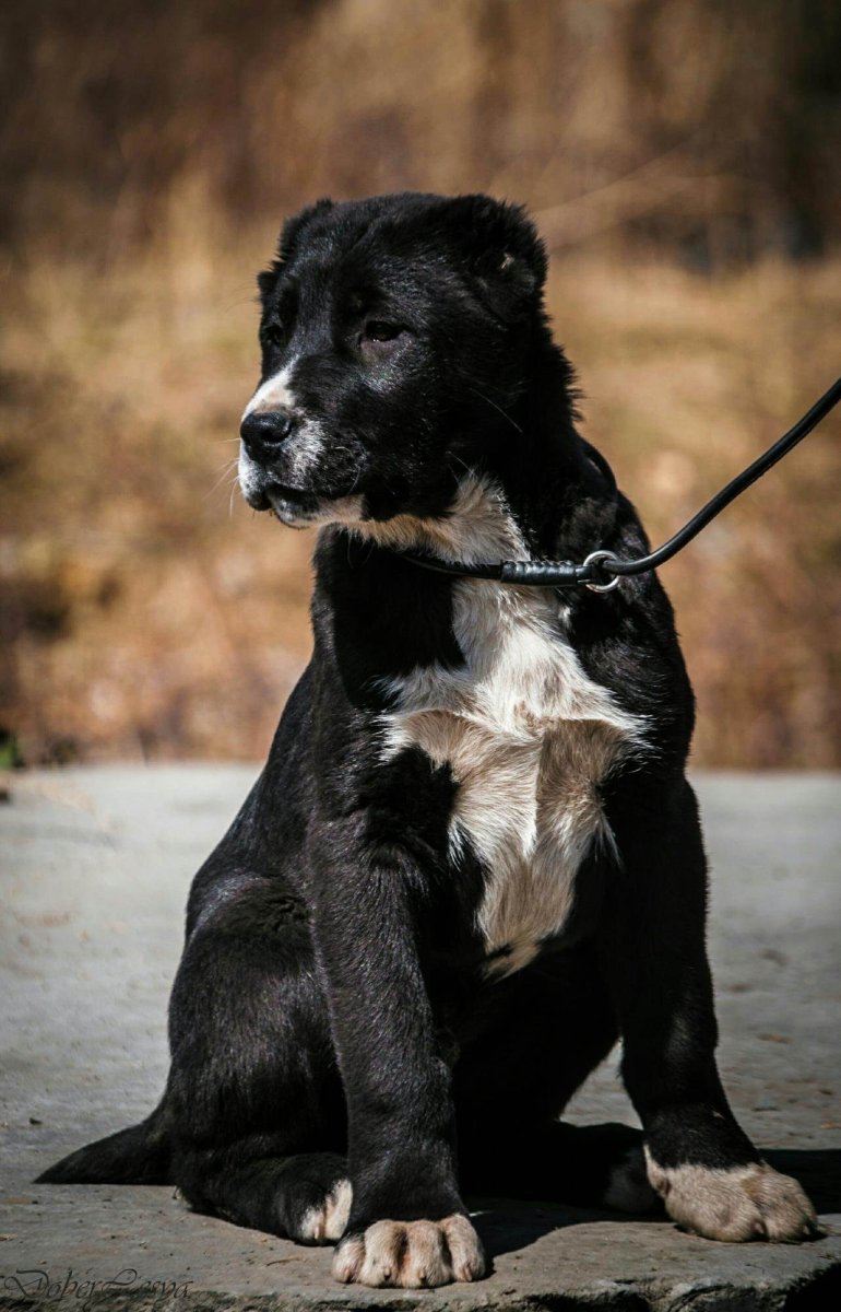 Среднеазиатская овчарка черная
