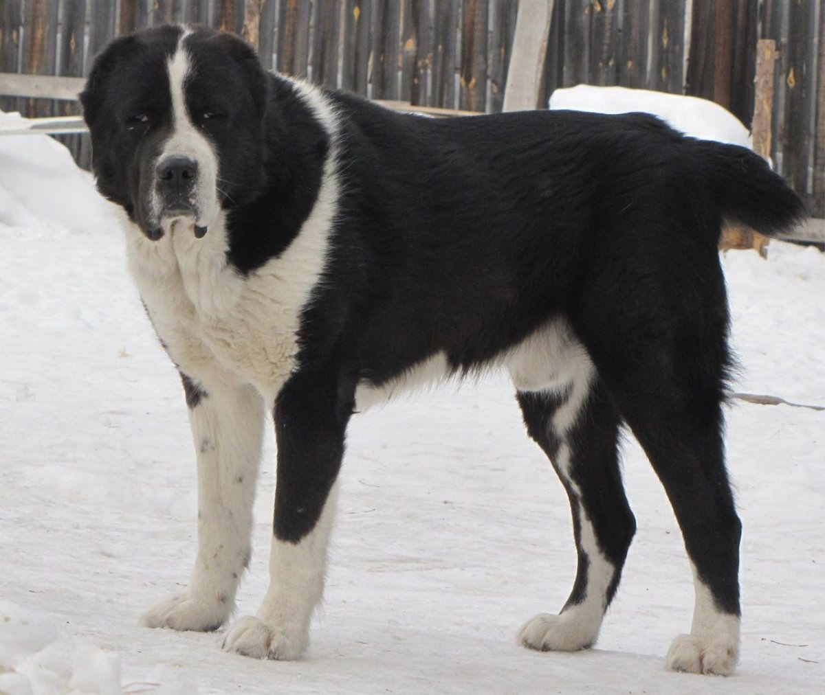 Среднеазиатская овчарка алабай черный