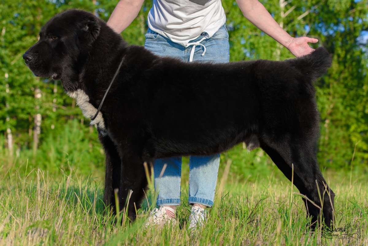 Питомник собак САО Таежный талисман