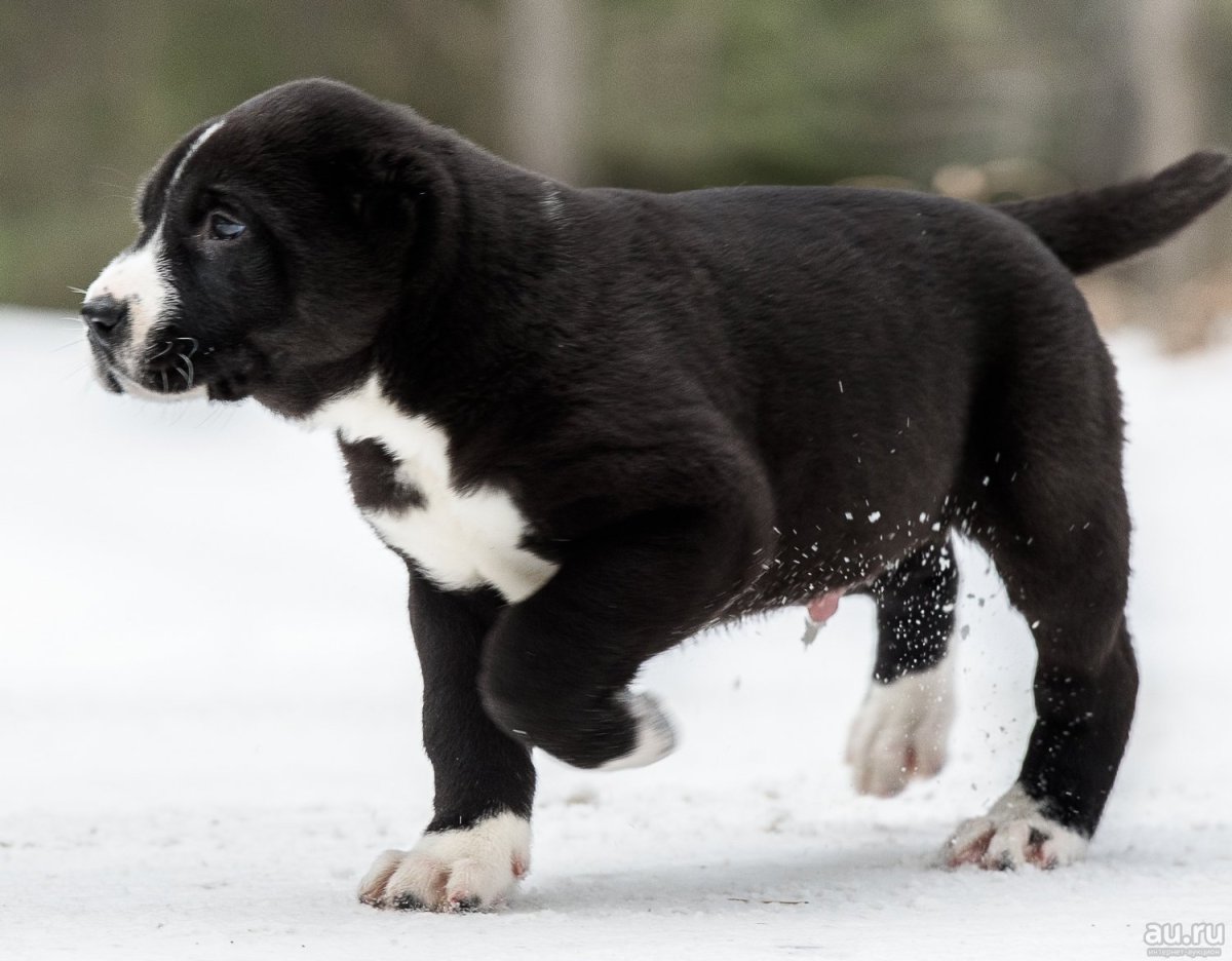 Среднеазиатская овчарка черная