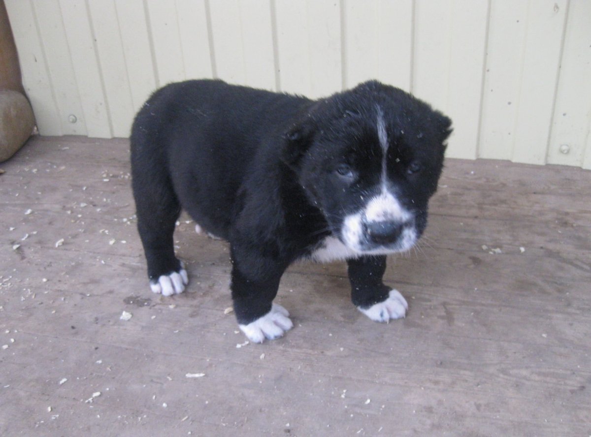 Алабай собака щенок черный