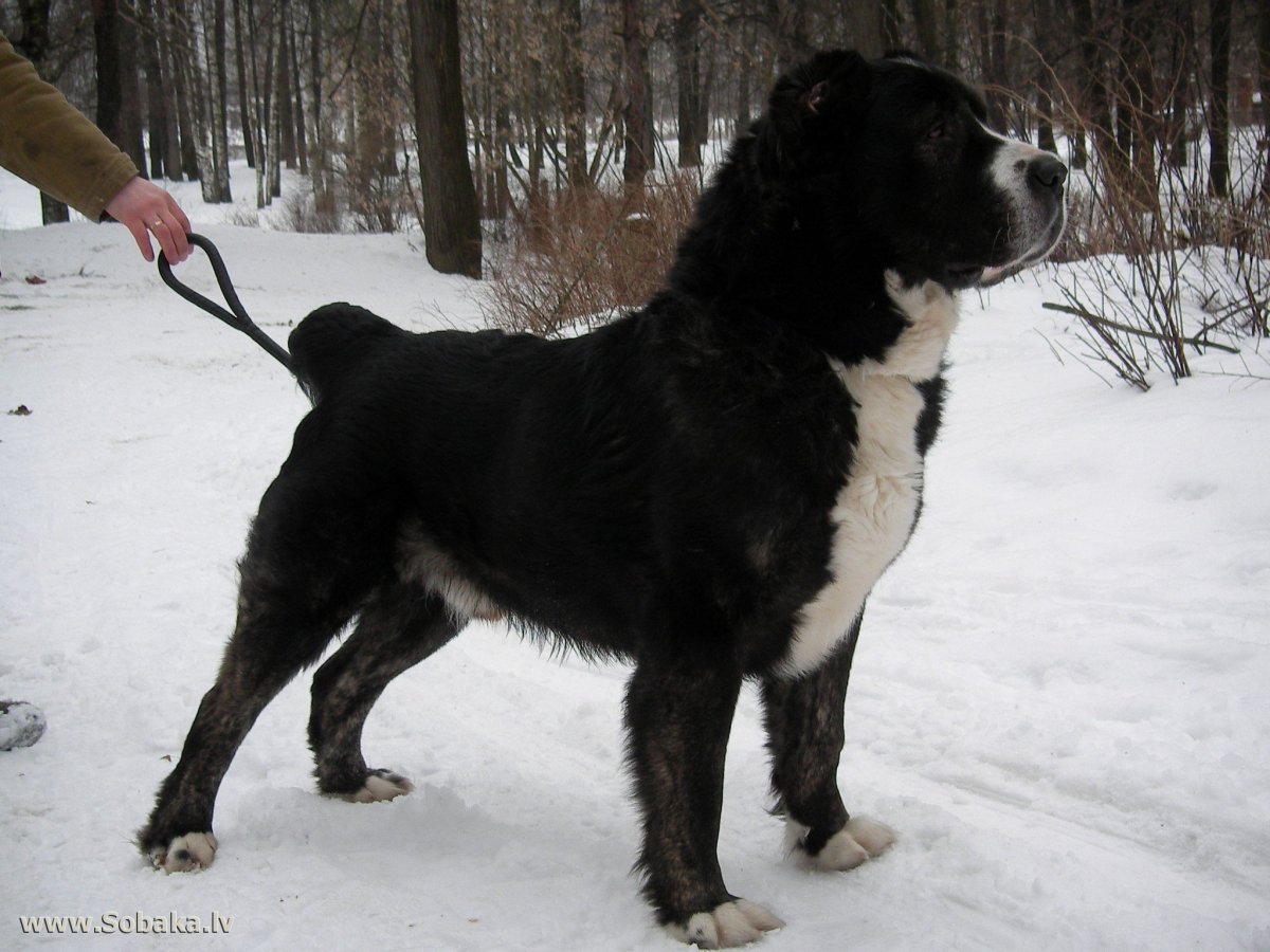 Алабай черный