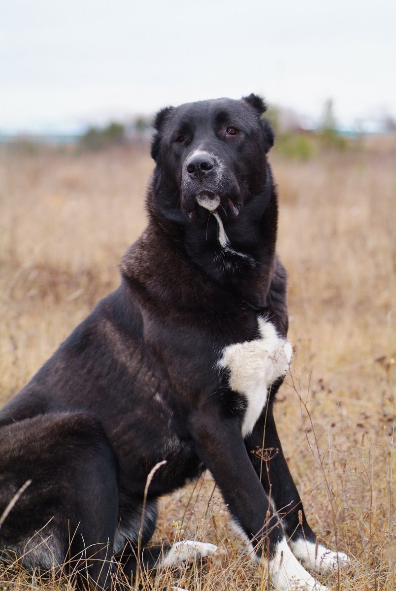 Среднеазиатская овчарка алабай черный