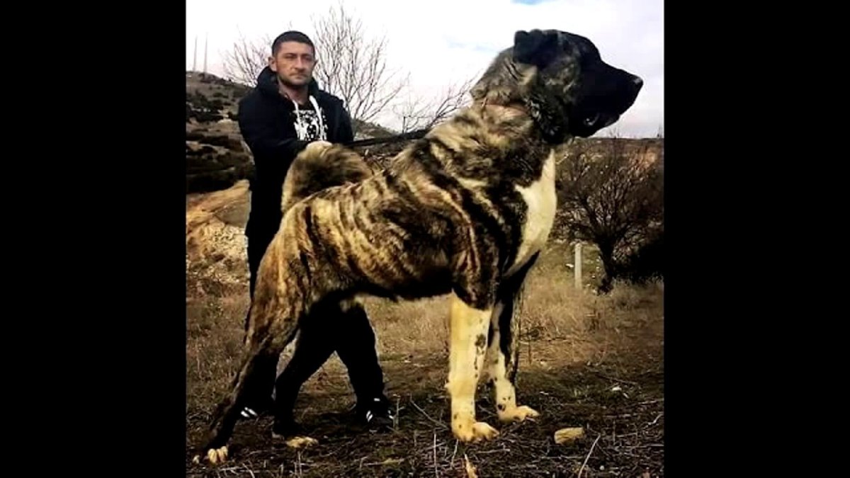 Бойцовские собаки алабай