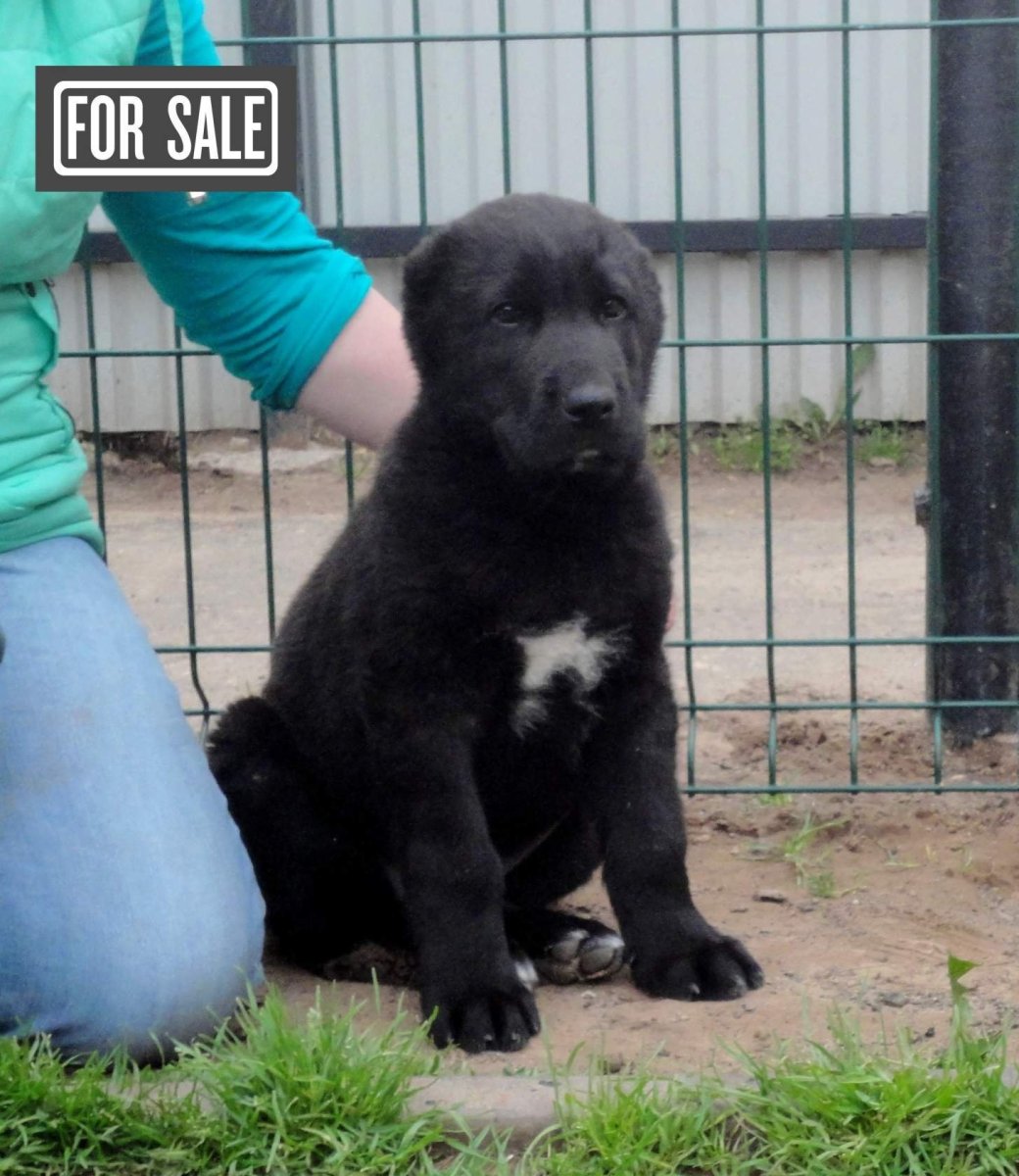 Среднеазиатская овчарка черная щенок