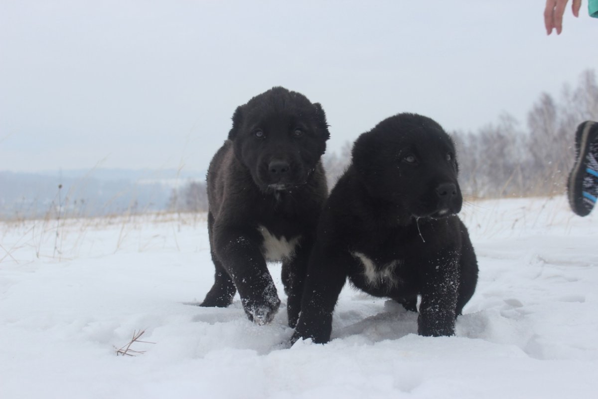 Среднеазиатская овчарка волкодав черный щенок