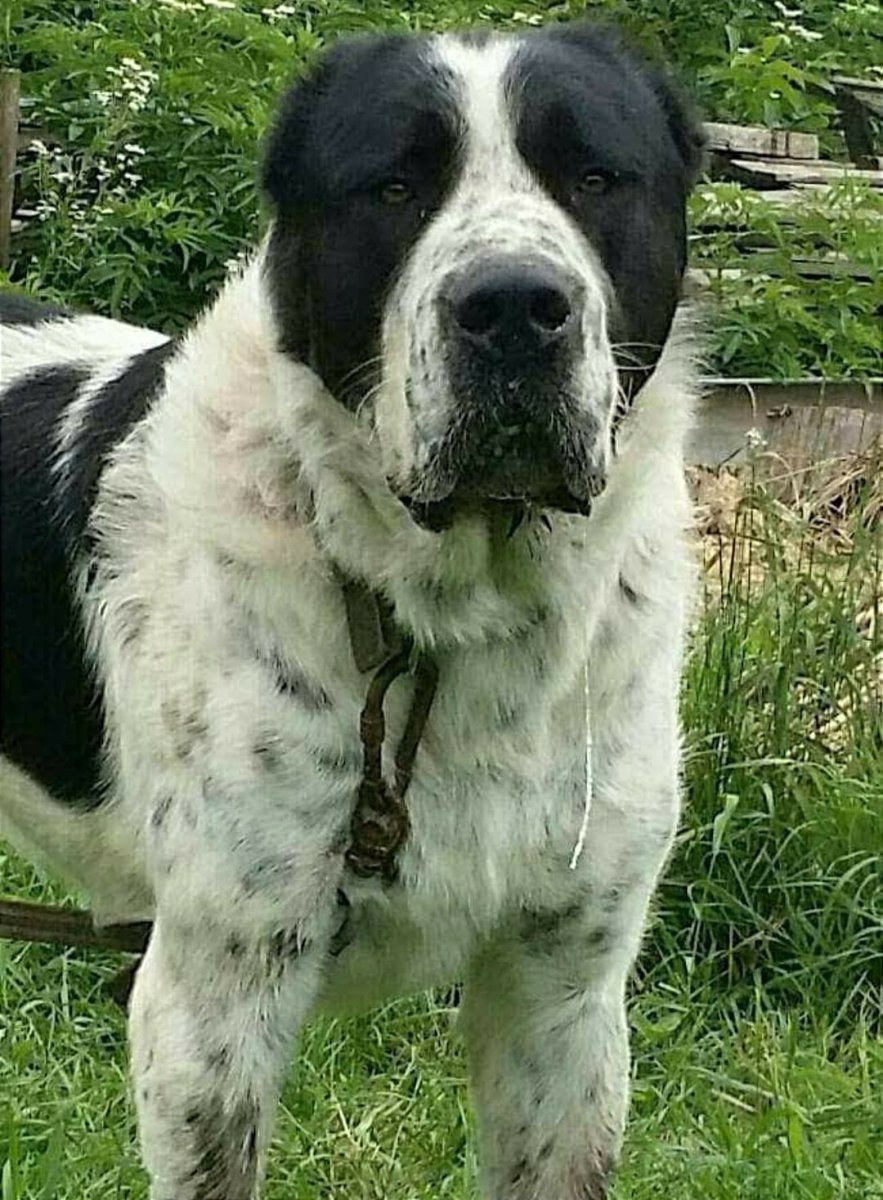 Волкодав алабай