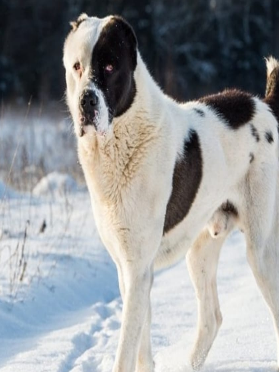 Алабай туркменский волкодав черный