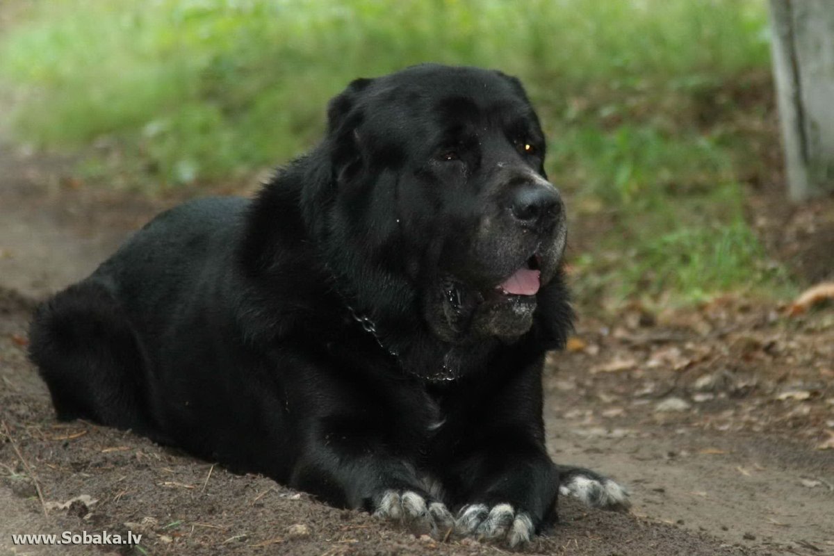 Алабай черный большой