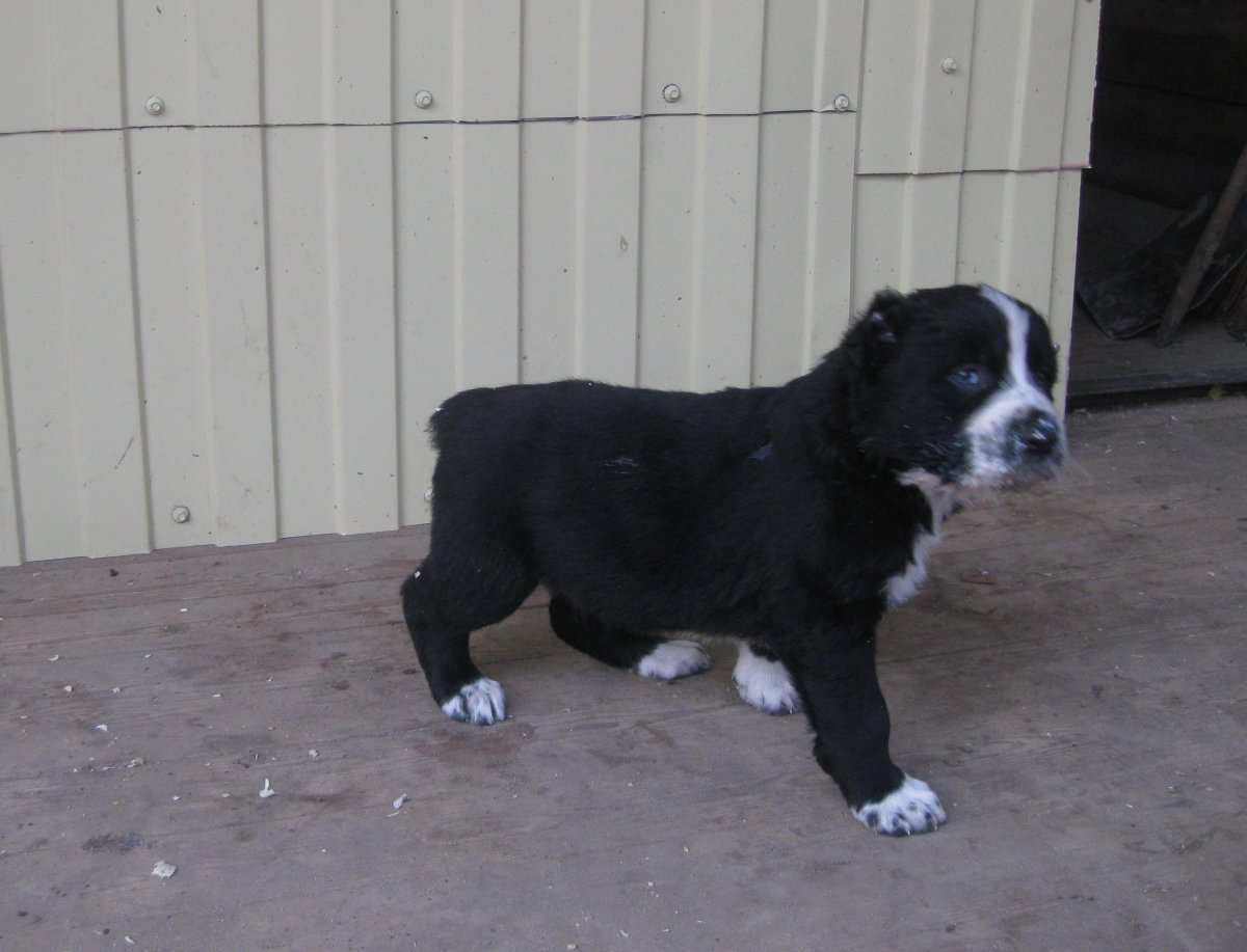 Щенки алабая черные
